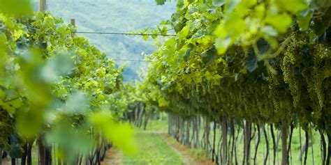 Understanding Winery Insurance: Protecting Your Business